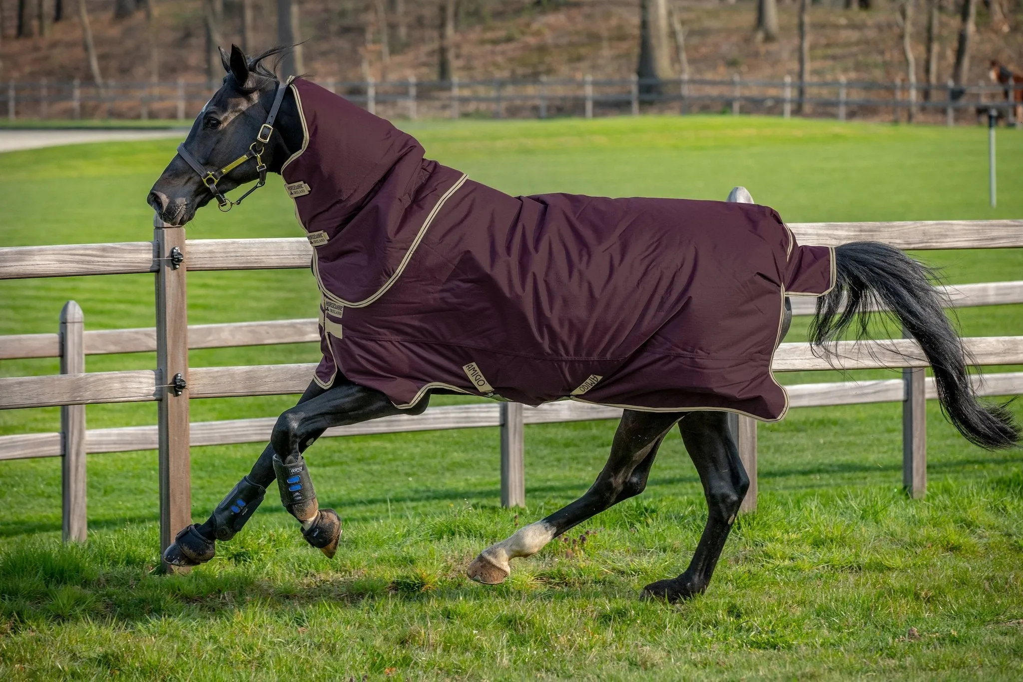 Horseware Ireland Amigo® Hero Ripstop Plus Turnout  (0g Lite)