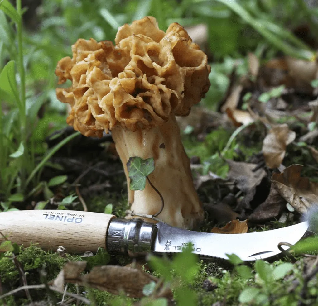 Opinel N°08 Mushroom Knife